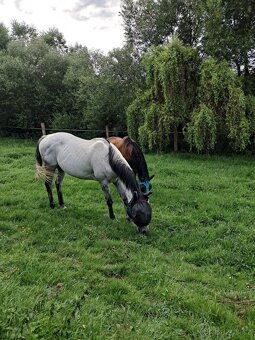 pastevní ustájení - 4