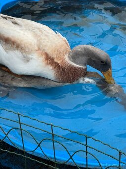 Násadová vejce Indický běžec - 4