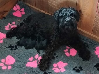 Knírač malý černý s PP - 4