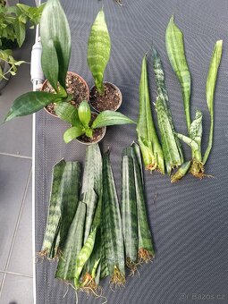 Sansevieria - tchynin jazyk Zeylanica - 4
