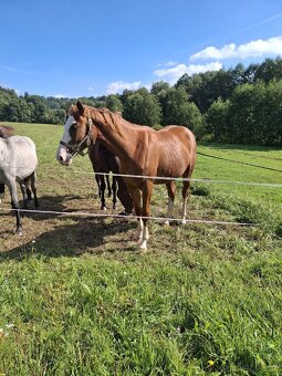 Kobylka 2024 po GO-ON, matka po ARISTO Z - 4