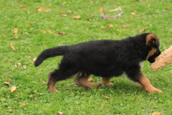 Německý ovčák - 4