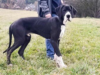 Německá doga s pp - 4