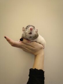 Vymazlená mláďátka potkanů - 4