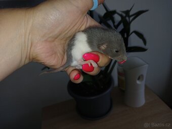 Potkan dumbo a klasik - 4