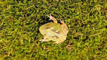 Rohatka CERATOPHRYS CRANWELLI - 4