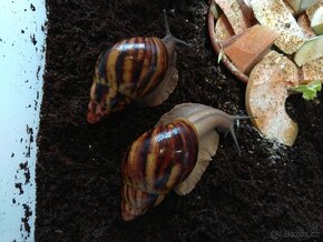 Africký šnek Archachatina Marginata Suturalis Dark body - 4