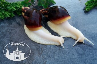 Africký šnek Lissachatina fulica albino body Snails - 4