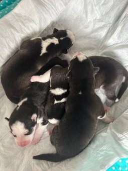 🐾 ŠTĚŇÁTKA HUSKY NA PRODEJ – HLEDÁME MILUJÍCÍ DOMOVY ❤️ - 4