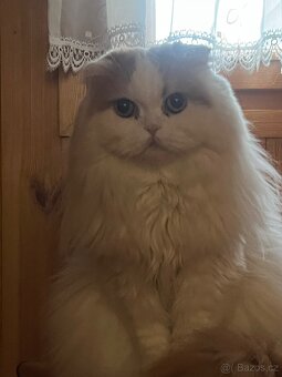 Kocour k nakrytí - 4