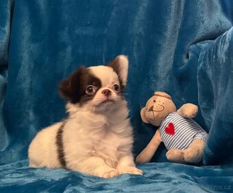 Čivava dlouhosrstá s PP - Pejsci - 4