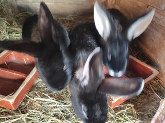 Králík domácí - 4