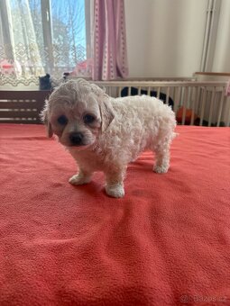 Boloňský psík bez PP - 4