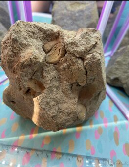 Zkameněliny - fosilie - 4