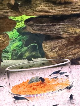 Krevetky Blue Jelly - 4