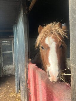 Pony kobylky SPECHA - 4