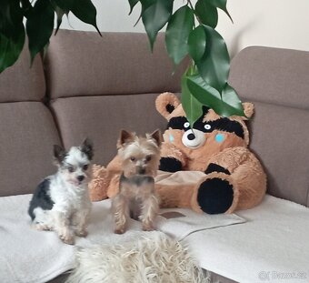 Pelíšek Medvěd - 65cm - 4