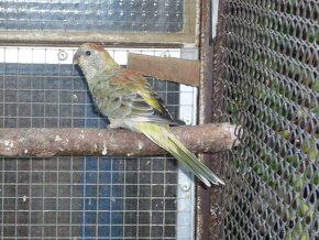 Papoušek Zpěvavý - 4