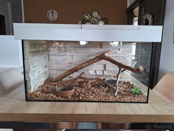 Terarium - 4