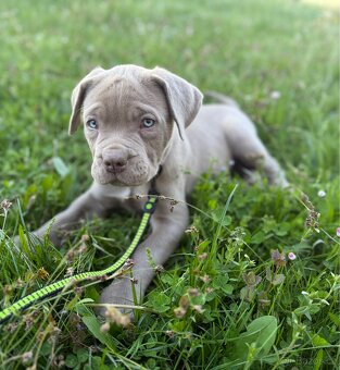 Bandog - 4
