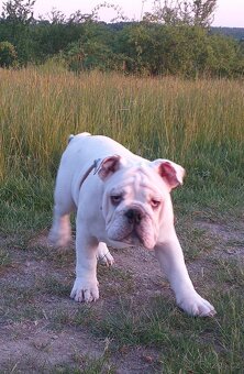 Anglický buldog na prodej. - 4