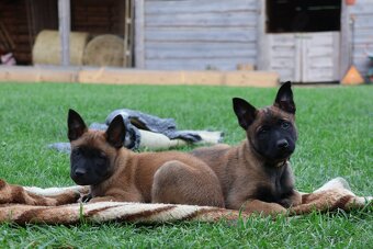 Belgický ovčák Malinois s PP - štěňata 8.týdnů - 4