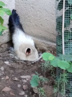 ml bažanti edwardsovi,vietnamští a mladý + samička tibetská - 4