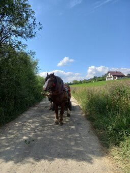 Tažny žrebec - 4