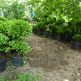 Buxus - Zimostráz - Krušpán    na kmínku - 4