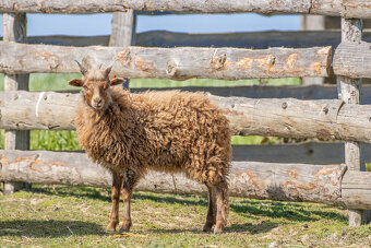 Jehňata ovce cápové/hortobágy racka - 4