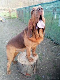Bloodhound - 4