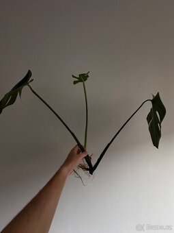 Monstera krásný řízek - 4
