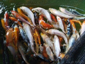 Koi kapříci - 4