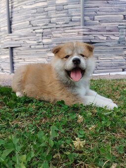 Štěňata Akita inu - 4