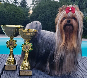 Jorkšírský teriér s PP (FCI) klasický jork - 4
