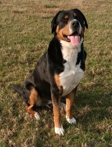 Velký švýcarský salašnický pes s PP - krytí - 4