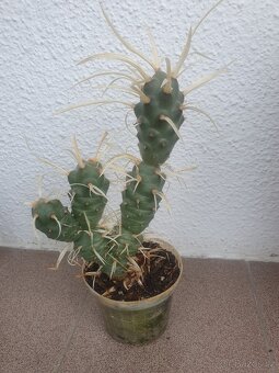 Kaktus - 4