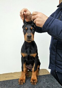 KUPIROVANÁ ŠTĚŇÁTKA DOBRMANA S PP FCI - 4