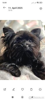 Black Yorkshire terrier - 4