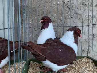 Moravsky pštros červeny - 4