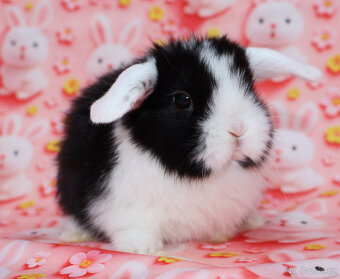 WO Zakrslý beránek s  VP , maličká samička - 4