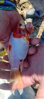 Koi kapr - 4