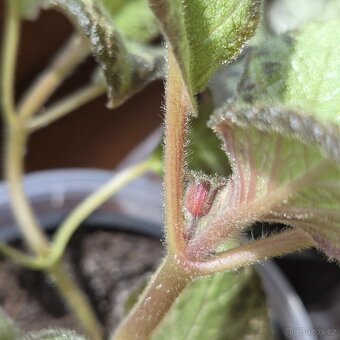 Episcia cupreata sadičky - 4