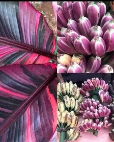 Banánovník Florida var., Nono pink - 4