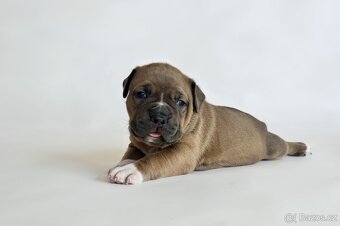 American Bully XL holčička - 4