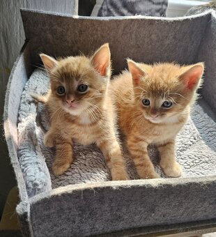 Červený zrzavý rezavý oranžový red kocourek „ Garfield „ - 4