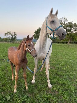 Charakterní kobyla ČT - 4