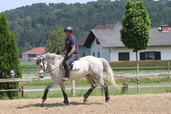 holštýnská klisna zapsaná v PK - 4
