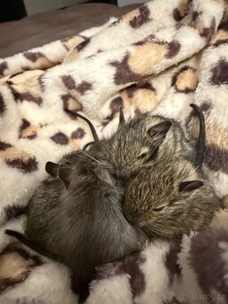 Osmáčci degu - 4