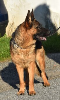 Německý ovčák s PP - 4